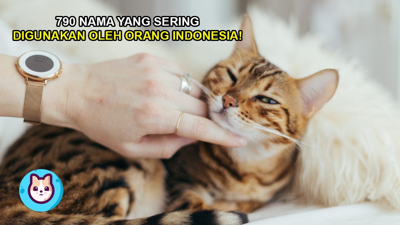 790 Nama Kucing Yang Sering Digunakan Oleh Orang Indonesia