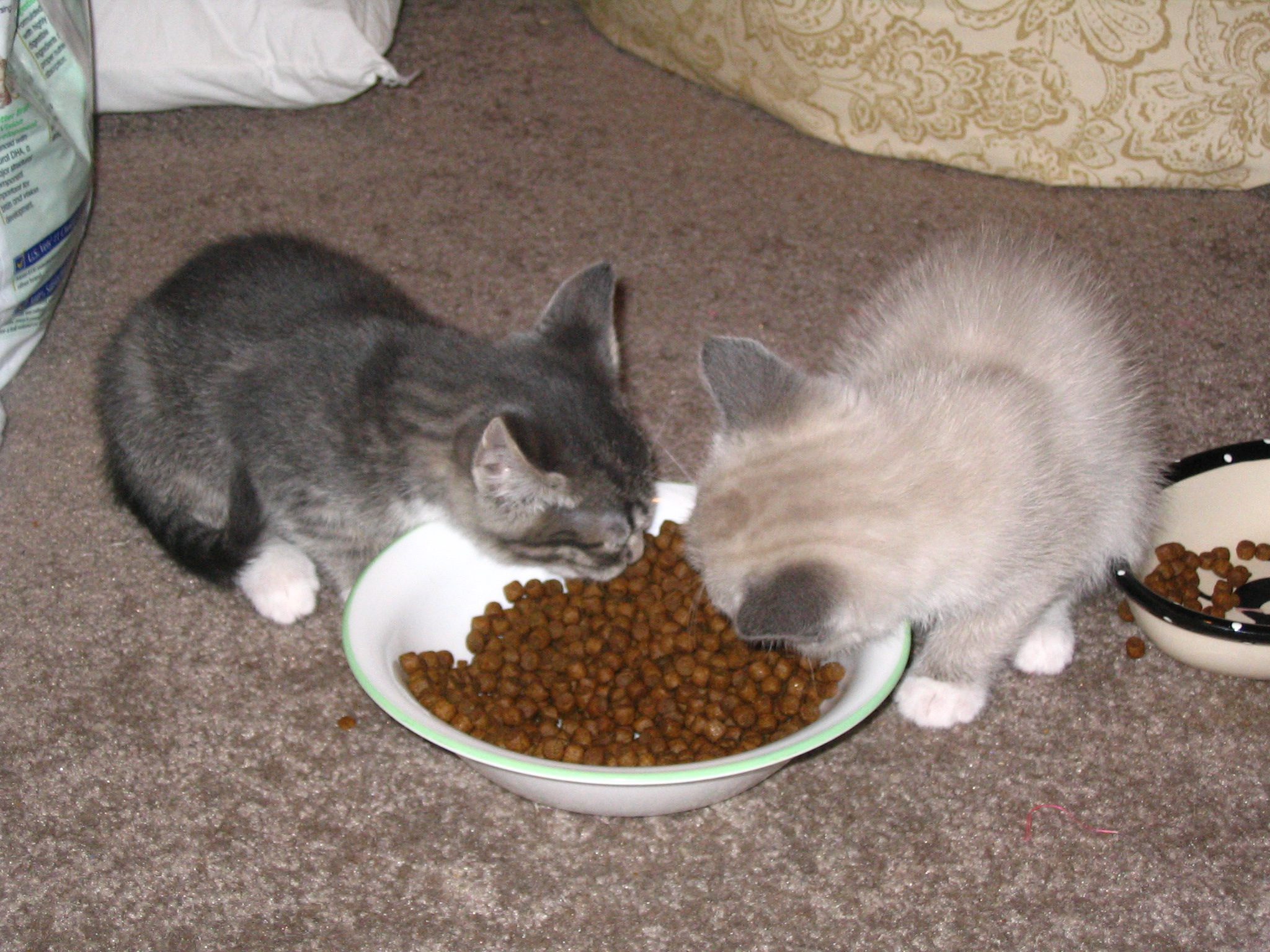 Cara Yang Tepat Mengganti Makanan Kucing
